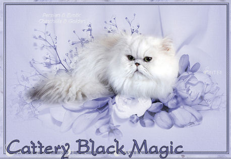 Cattery Black Magic