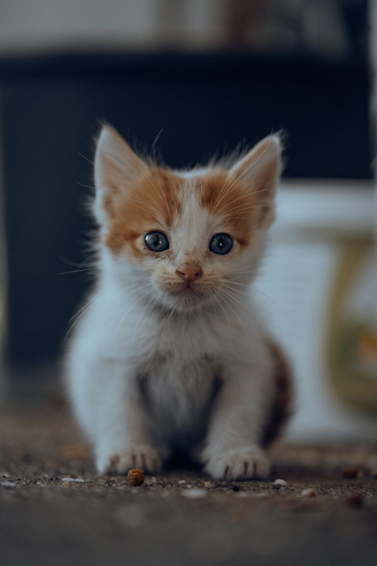 Korthaar kittens in Gent