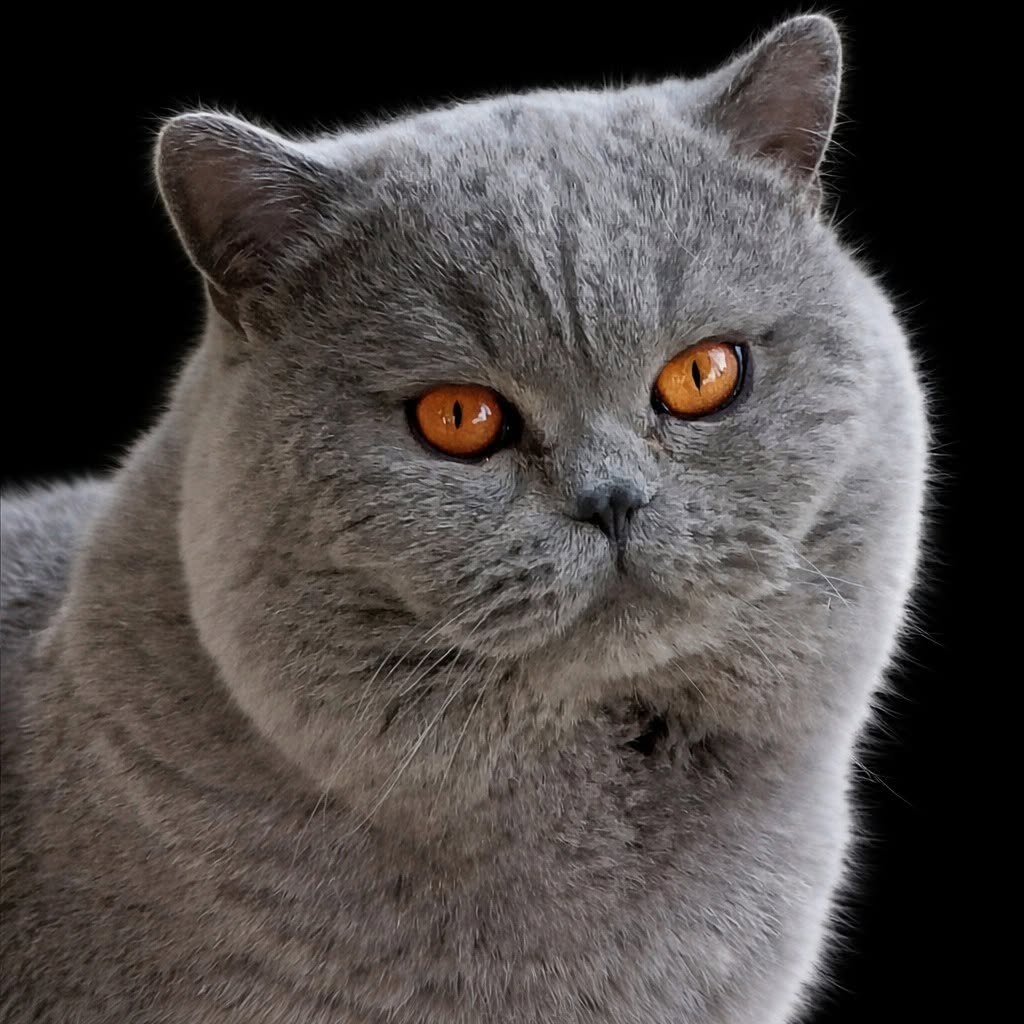 Unbelievable Jack from the House of Lords – Britse Korthaar dekkater in Bornem