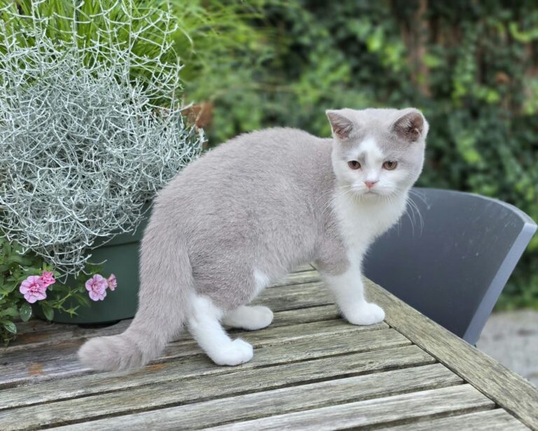 Brits Langhaar katertje kittens in Capelle aan den IJssel, Nederland